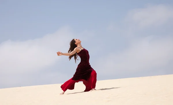 Flamenco in the dunes — Stock Photo, Image