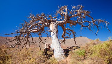 Flamenko ve sevgili bir ağaç