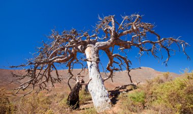Flamenko ve sevgili bir ağaç