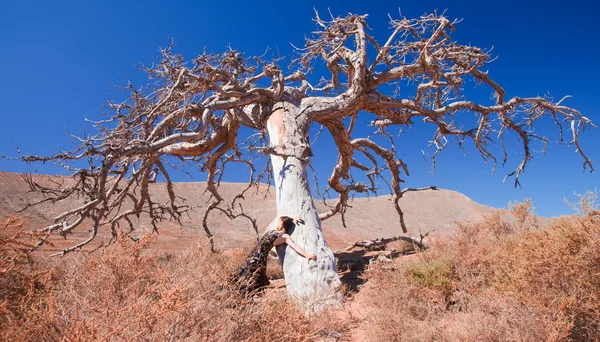 フラメンコと親愛なるツリー — ストック写真