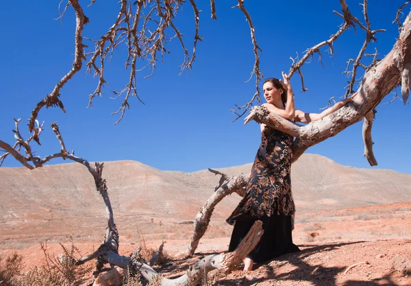 Flamenco e un albero caro — Foto Stock