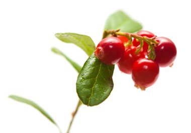 Vaccinium vitis-idaea, İsveç kirazı