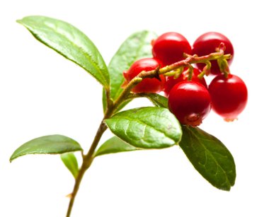 Vaccinium vitis-idaea, İsveç kirazı