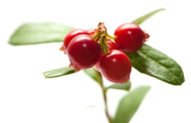 Vaccinium vitis-idaea, İsveç kirazı