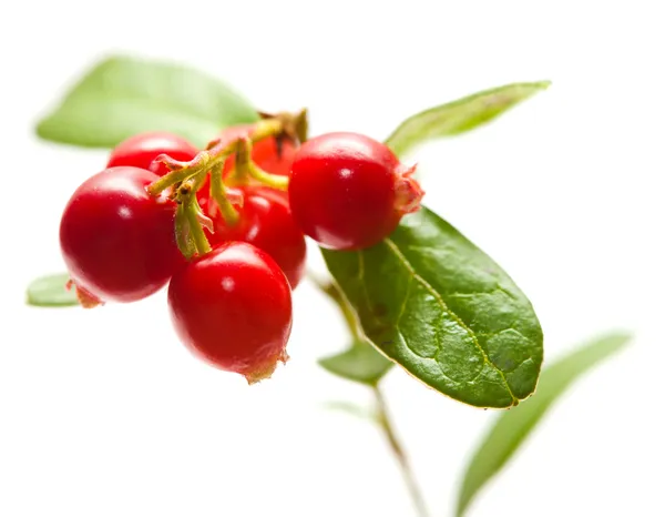 Vaccinium vitis-idaea,lingonberry — Stock Photo, Image