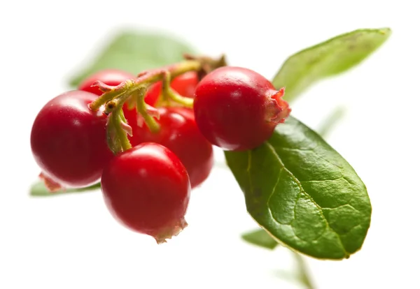 Vaccinium vitis-idaea, lingonberry — стоковое фото
