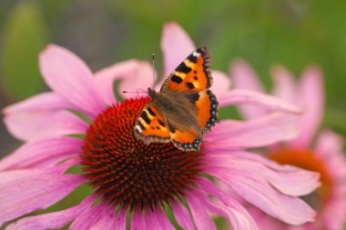 küçük kaplumbağa kabuğu