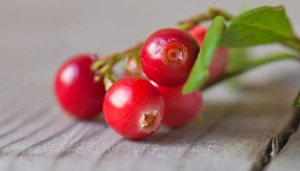 Vaccinium vitis-idaea, bosbessensap — Stockfoto