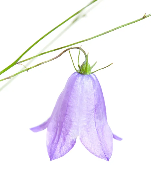 Campanula rotundifolia — Zdjęcie stockowe