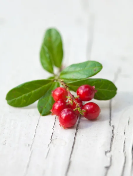 Vaccinium vitis-idaea,lingonberry — Stock Photo, Image