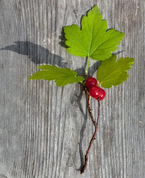 Ren geyiği liken — Stok fotoğraf