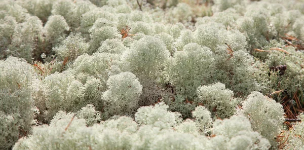 Reindeer lichen — Stock Photo, Image
