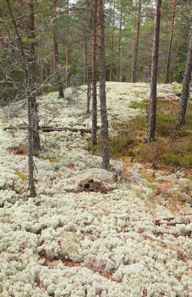 Reindeer lichen — Stockfoto