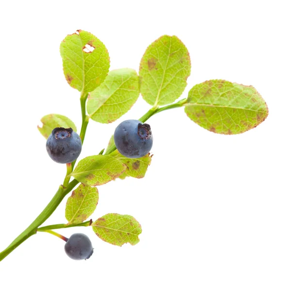 Bilberry isolated — Stock Photo, Image