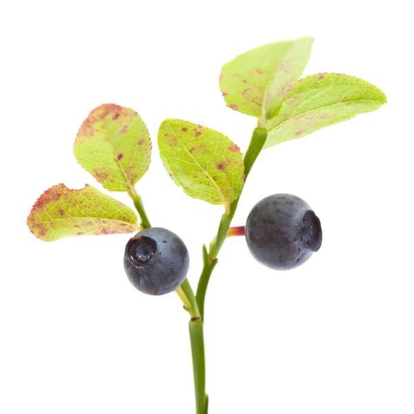 蓝莓隔离 — 图库照片