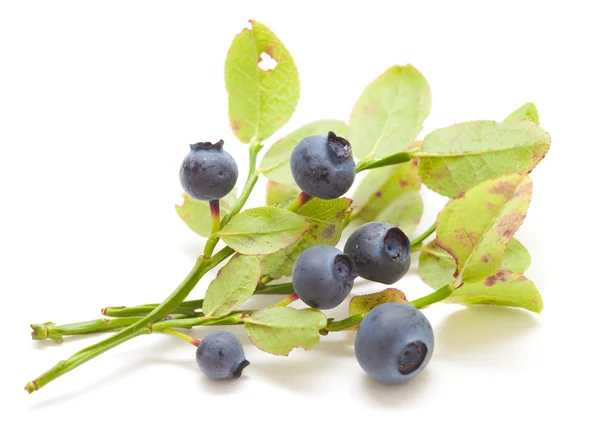 Bilberry isolated — Stock Photo, Image