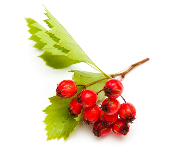 Hawthorn — Stock Photo, Image