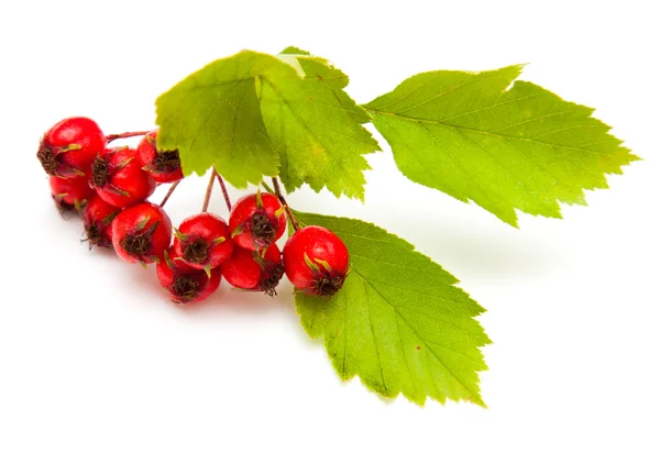 Hawthorn — Stock Photo, Image