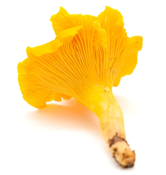 Chanterelle — Photo