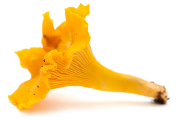 Chanterelle — Stock Photo, Image