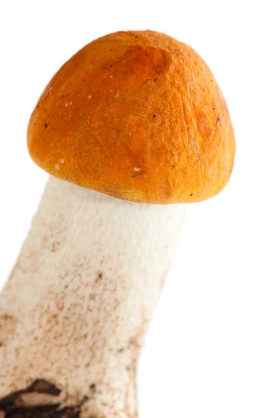 Redcap mushroom — Stock Photo, Image