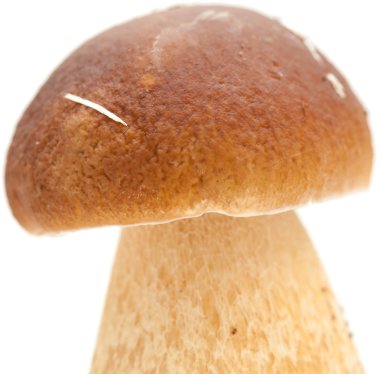 Boletus mantarı