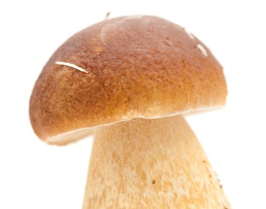 Boletus mantarı