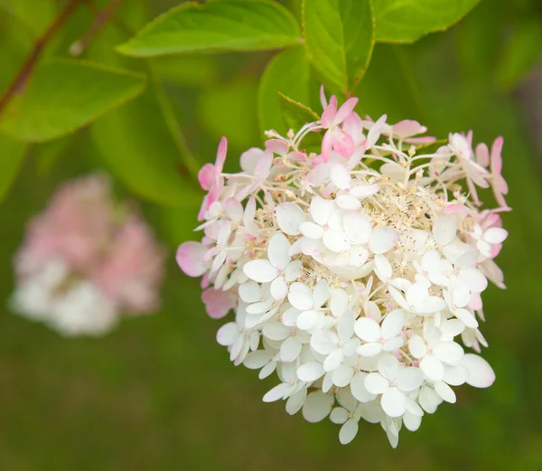 Hortênsia paniculata — Fotografia de Stock