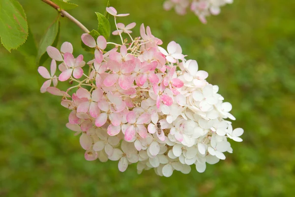 ไฮเดรนเยีย Paniculata — ภาพถ่ายสต็อก