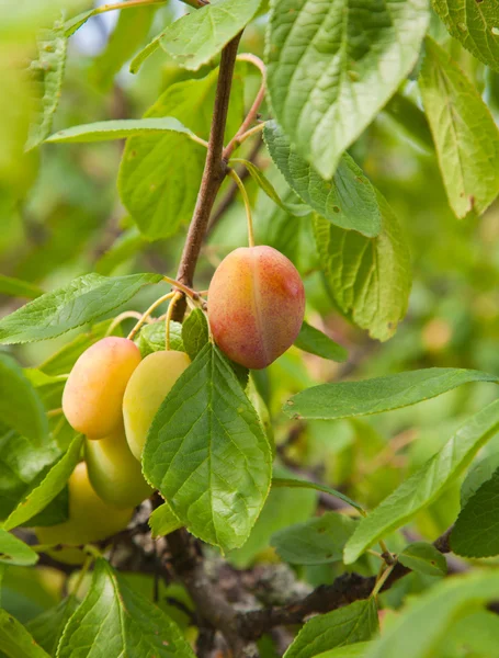 Reifende Viktoria-Pflaumen — Stockfoto