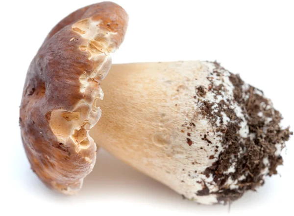 Boletus edulis — Stockfoto