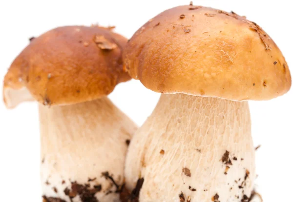 Boletus edulis — Foto de Stock