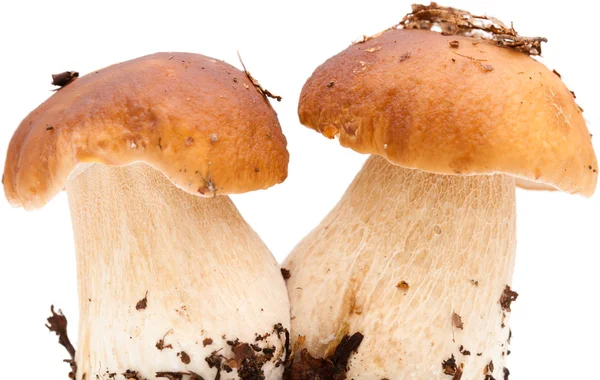 Boletus edulis — Foto de Stock