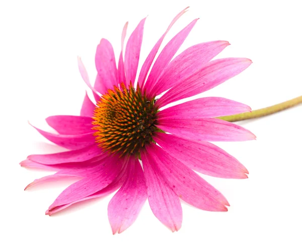 Echinacea — Stockfoto