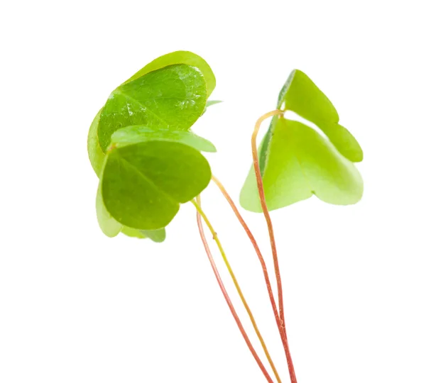 A Oxalis — Stock Fotó