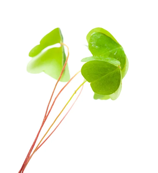 A Oxalis — Stock Fotó