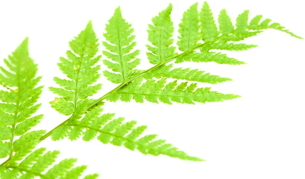 Fern — Stock Photo, Image