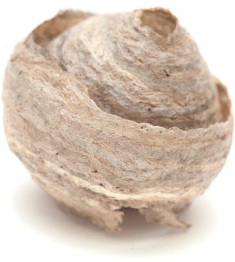 eşekarısı yuvası