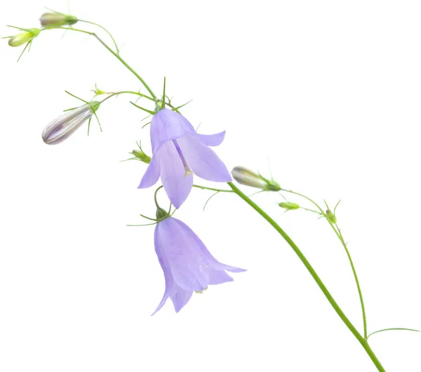 Campanula — Fotografia de Stock