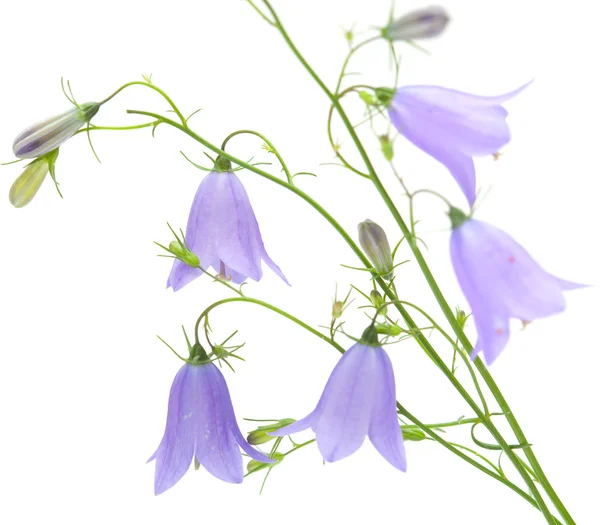 Campanula — Stock Photo, Image