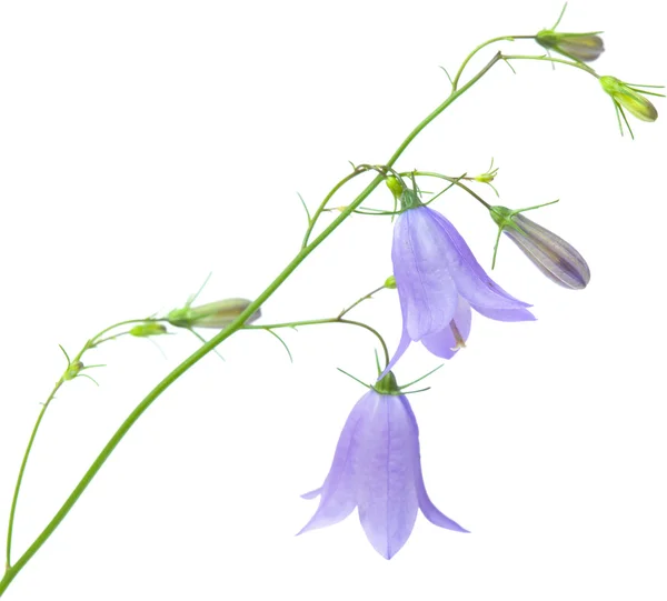 Campanula — Stockfoto