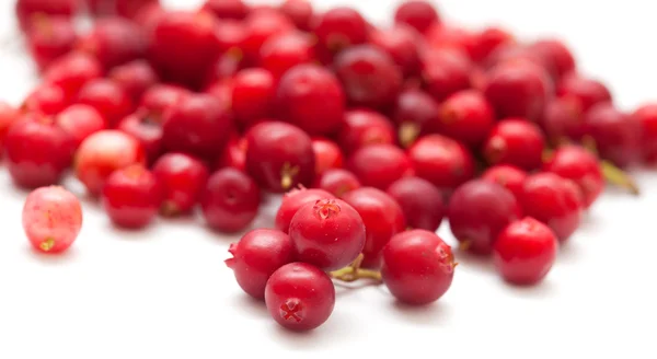 Φρεσκοκομμένα lingonberry — Φωτογραφία Αρχείου