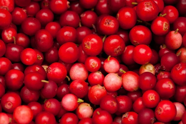 Freshly picked lingonberry — Stock Photo, Image