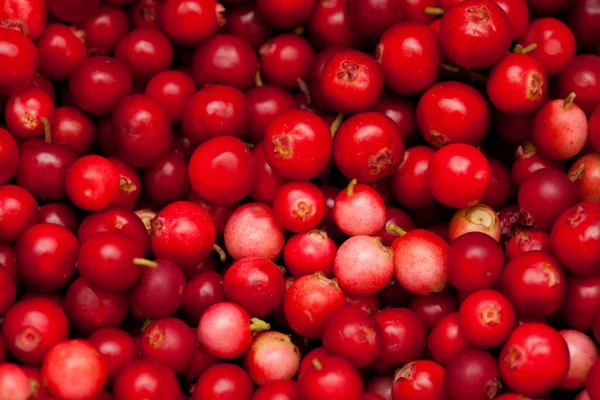 Frisch gepflückte Preiselbeere — Stockfoto