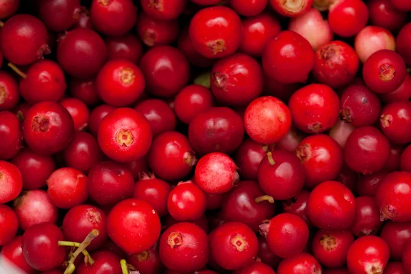 Frisch gepflückte Preiselbeere — Stockfoto