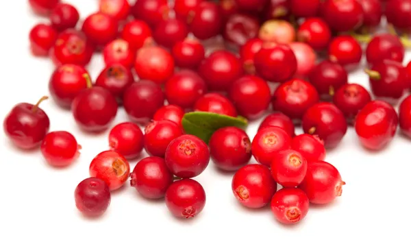 Φρεσκοκομμένα lingonberry — Φωτογραφία Αρχείου