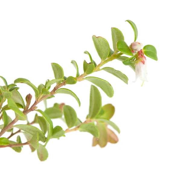 Lingonberry flower — Stock Photo, Image