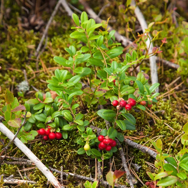 Lingonberry — 스톡 사진