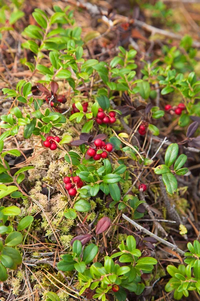 Lingonberry — Φωτογραφία Αρχείου