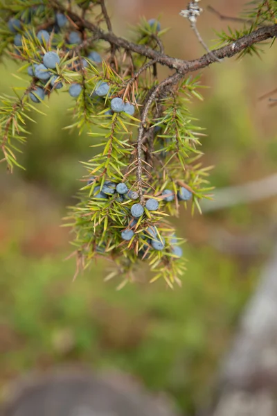 Juniperus communis — Stock Photo, Image